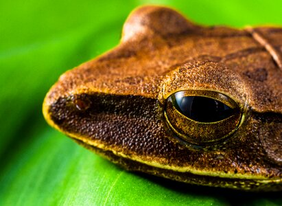 Anuran frog amphibians