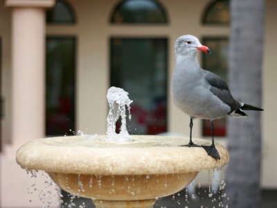 California huntington beach