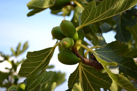 Young fruit green close-up photo