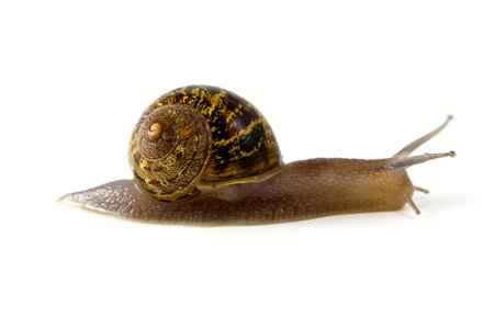 Invertebrate slow gastropod photo