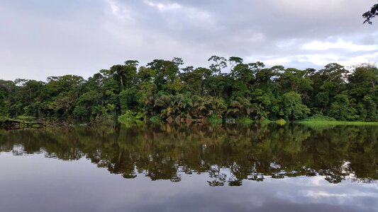 Rainforest reflection riverbank