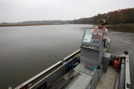 Electrofishing for Northern Snakehead-6