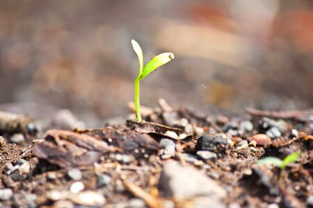 Green ground herb