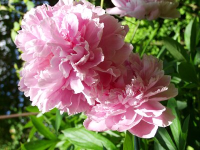 Bloom paeonia pentecost