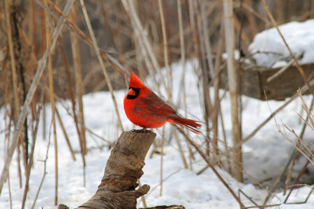 Northern cardinal photo