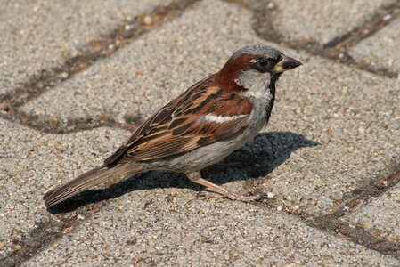 Animal bird sparrow
