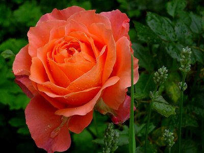 Rose bloom plant garden rose