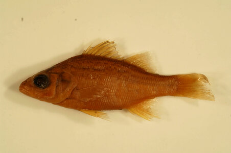 Morone americana-2