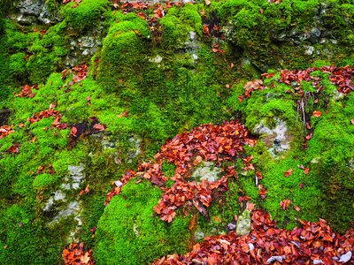 Moss bemoost green