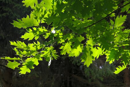 Branches green red oak photo