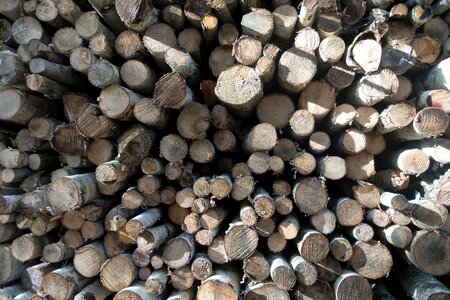 Holzstapel growing stock timber