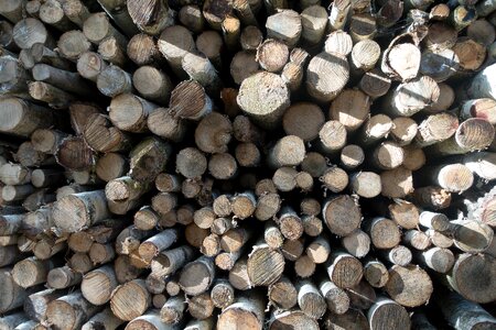 Holzstapel growing stock timber photo