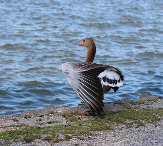 Water bird wing poultry