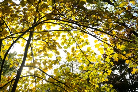 Maple branches color photo