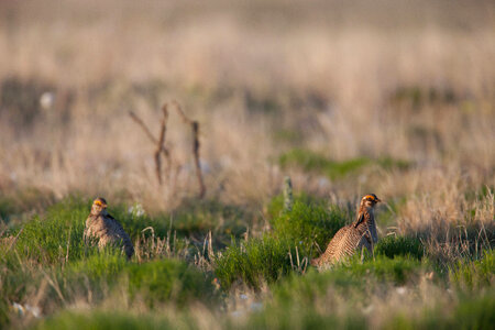 Lesser Prairie-Chicken-3 photo