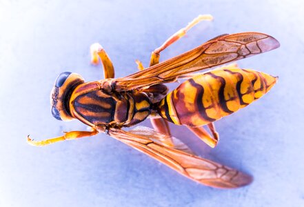 Wasp insect close up photo