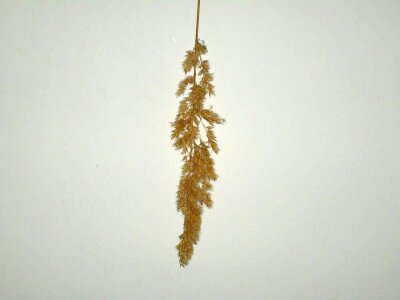 Background blossom grass plants