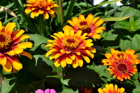 Yellow nature flora