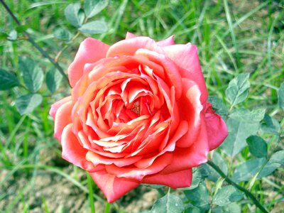 Nature pink love