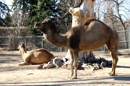Animals arabic camel