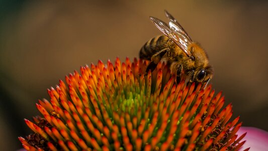 Honey bee bees bloom photo