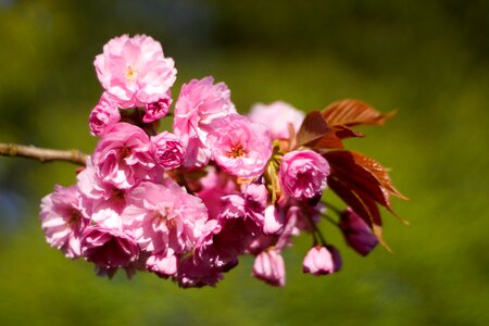 Garden flowering color photo
