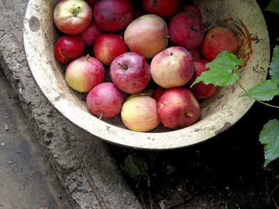 Plants red sano