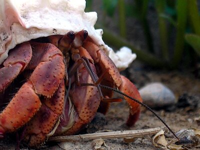 Caribbean hermit crab - Coenobita clypeatus photo