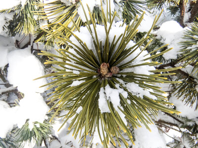 Snow Covered Pine Leaves photo