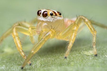 Animal arthropod beautiful image