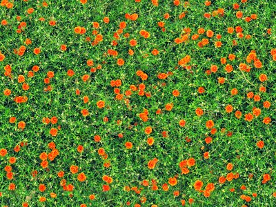 Flowers seamless texture
