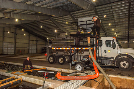 Service personnel prepare fish pump to load fish onto hatchery-1