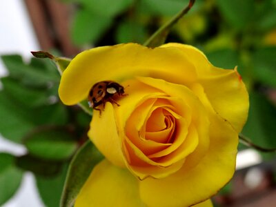 Rose yellow macro photo