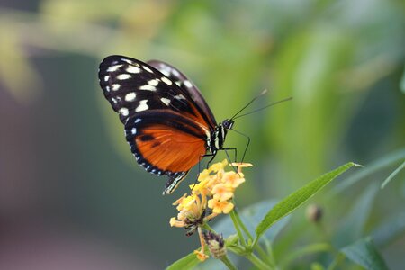 Animal bee butterfly