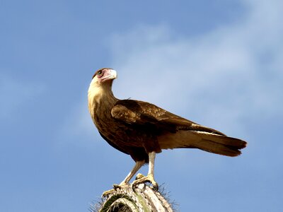 Bird of prey animal caracara