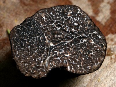 Real truffle mushroom delicacy