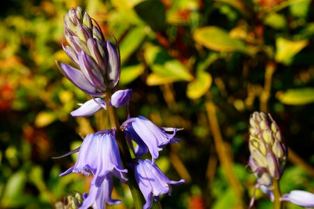 Spring spring flower close up photo