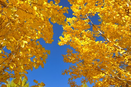 Color sky gold