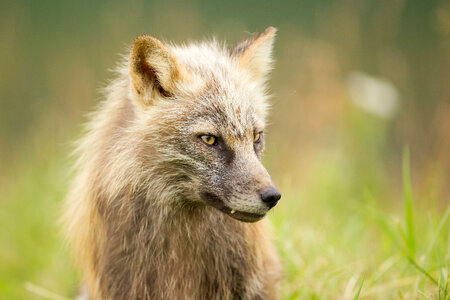 Red fox close-up-2 photo
