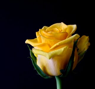Plant roses yellow