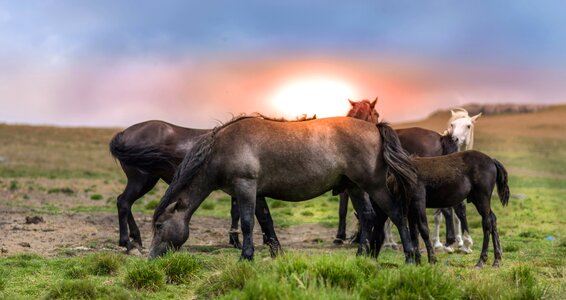 Animal fauna grass