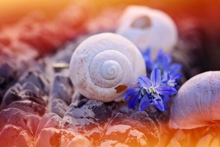 Damaged stone flowers photo