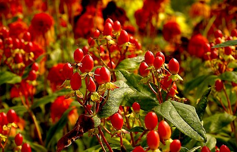 Seeds mature red fruits