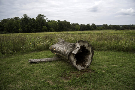 Fallen Log at Horicon Marsh photo