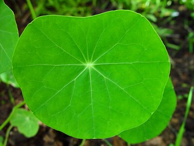 Leaf nasturtium 