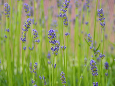 Close up wild flower purple
