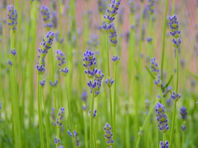 Close up wild flower purple photo