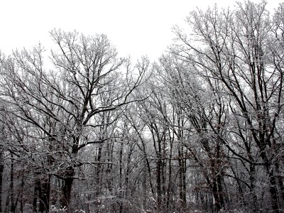 Snow trees 