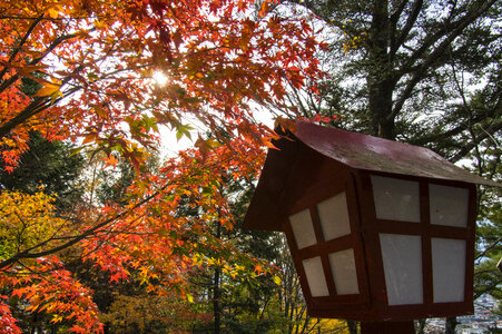 6 Red leaves 