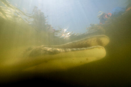 Alligator gar-2 photo